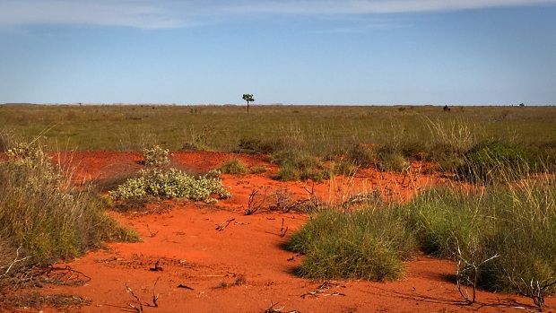 Photo of a single tree in a vast red dirt and spinifex plain